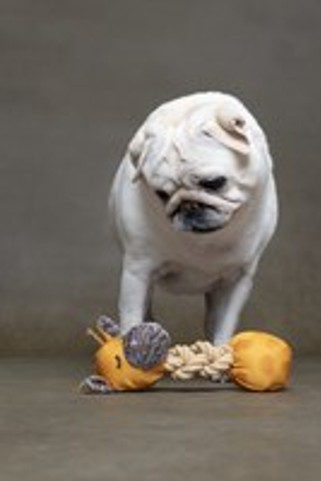 Flamingo f-523626 - Jouet Chiot Girafe avec balle avec corde