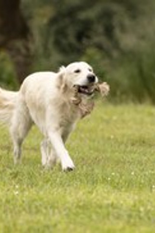 Flamingo f-523591 - JouetCorde double avec 2 noeuds