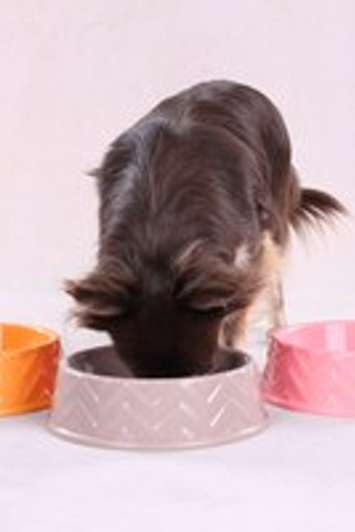 Flamingo f-523662 - Gamelle pour la nourriture et leau Rond