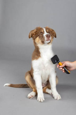 Flamingo f-523666 - Puppy Coat Care Universal Grooming Brush