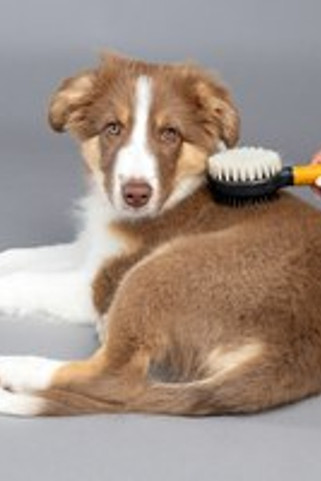 Flamingo f-523664 - Brosse & Brosse à picots & Peigne à puces Chiot