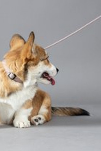 Flamingo f-523660 - Reflective Adjustable Puppy Collar with Click Closure