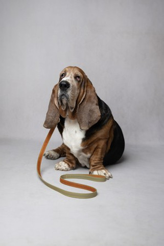 Flamingo f-523633 - Collier Élégant en Cuir Vert pour Chiens