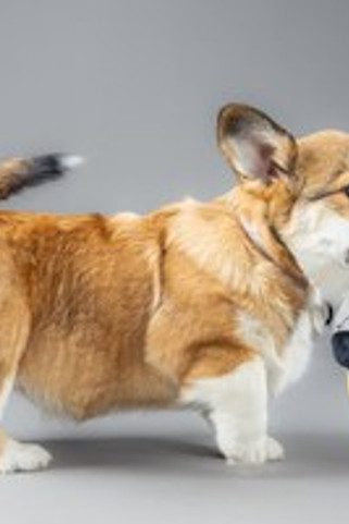 Flamingo f-523705 - Jouet Chiot Souris & Hippopotame avec balle avec corde Ocre