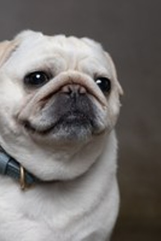 Flamingo f-523732 - Collier Bleu Ciel en Cuir avec Boucle Dorée