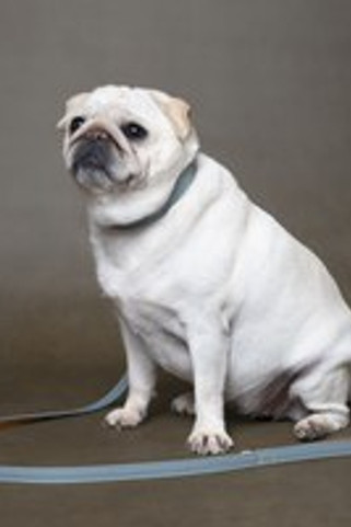 Flamingo f-523734 - Laisse Élégante en Cuir Bleu Clair