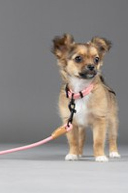 Flamingo f-523747 - Laisse Chic pour Chiot en Nylon Recyclé