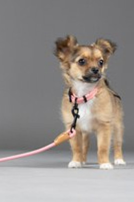 Flamingo f-523747 - Laisse Chic pour Chiot en Nylon Recyclé