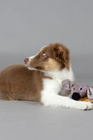 Flamingo f-523740 - Jouet Chiot Couverture câlin