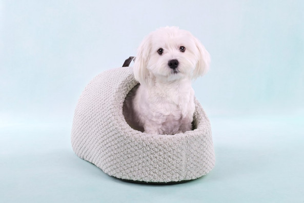 Flamingo f-561586 - Cozy Plush Pet Bed with Removable Washable Cushion