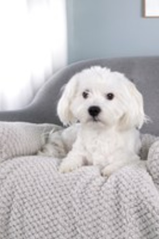 Flamingo f-523736 - Protection pour canapé