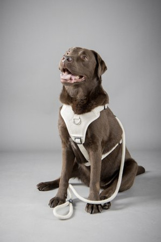 Flamingo f-523771 - Laisse Élégante en Lin pour Promenades Sécurisées