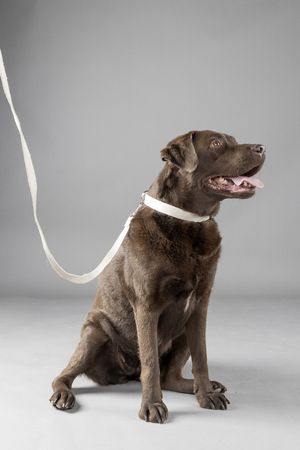 Flamingo f-523770 - Stylish Beige Linen Dog Leash with Chrome Hook