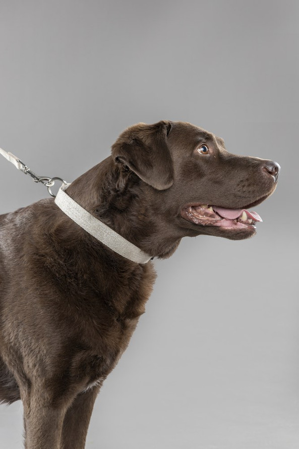 Flamingo f-523769 - Elegant Beige Linen Dog Collar with Click Fastener