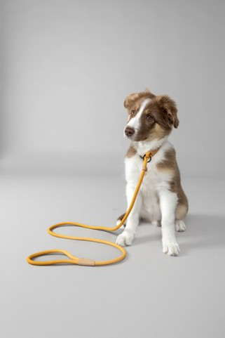 Flamingo f-523753 - Laisse anti-traction Chiot