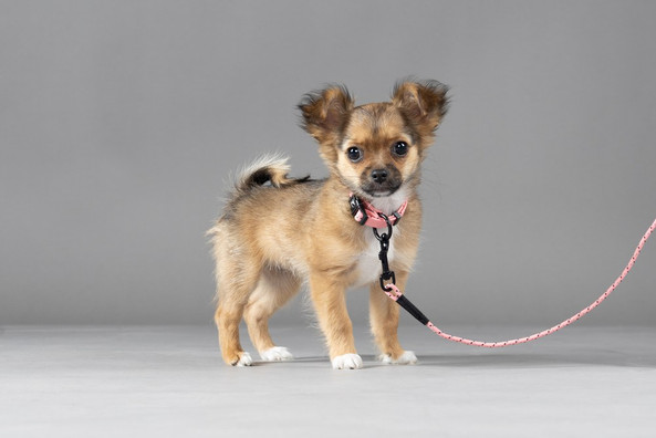 Flamingo f-523757 - Reflective Pink Puppy Leash with Adjustable Fit