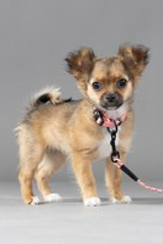 Flamingo f-523757 - Reflective Pink Puppy Leash with Adjustable Fit