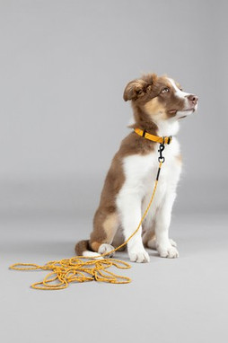 Flamingo f-523759 - Collier Réglable Sécurité Chiot Dolly Ochre