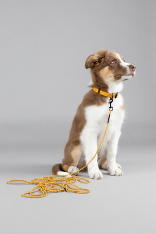 Flamingo f-523759 - Adjustable Reflective Puppy Collar with Click Closure