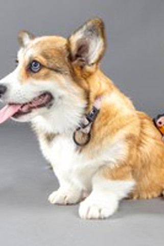 Flamingo f-523665 - Brosse de massage Chiot