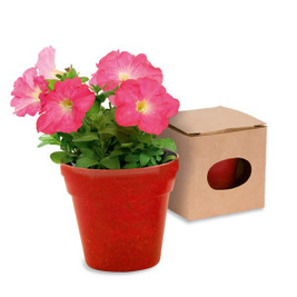 Claps 79035 - Eco-Friendly Petunia Planting Kit