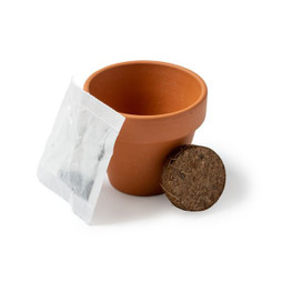 Claps 79119 - Vaso di Terracotta con Semi di Girasole