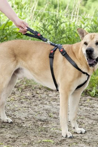 Flamingo f-1032110 - Harnais de sécurité pour voiture