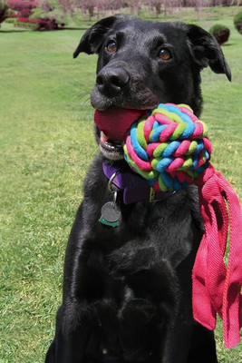 Kong® f-1033252 - Kong® Jouet Weaves Balle nouée