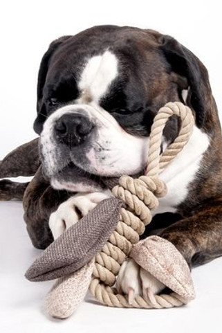 Flamingo f-48159 - Jouet Papillon avec corde