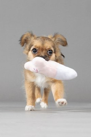 Flamingo f-47957 - Jouet Chiot Os