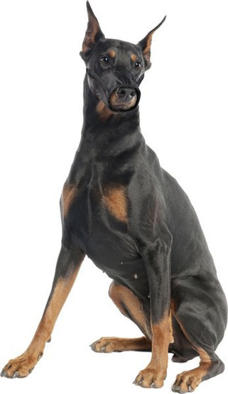 Flamingo f-502504 - Muselière