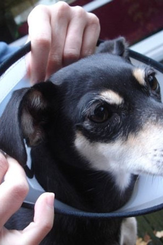 Flamingo f-503000 - Cône de protection