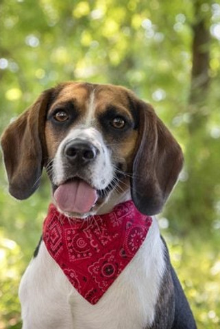 Flamingo f-505760 - Collier avec bandana