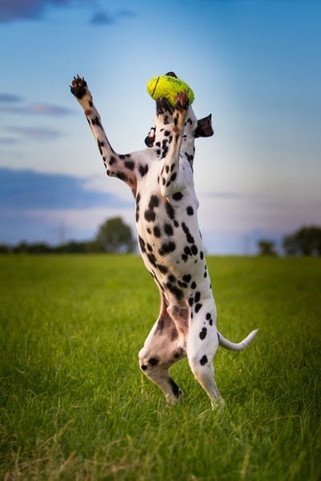 Kong® f-507475 - Kong® Jouet Football américain