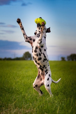 Kong® f-507477 - Kong® Jouet Football américain