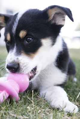 Kong® f-507461 - Kong® Jouet Tétine