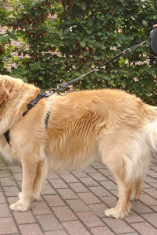 Flamingo f-508083 - Harnais de sécurité pour voiture