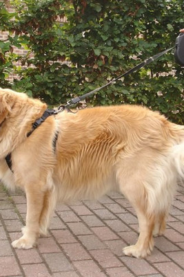 Flamingo f-508082 - Harnais de sécurité pour voiture