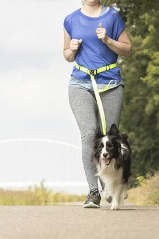 Flamingo f-517055 - Laisse pour le jogging avec ceinture ventrale fluo