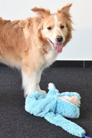 Flamingo f-517013 - Jouet Crocodile & Serpent