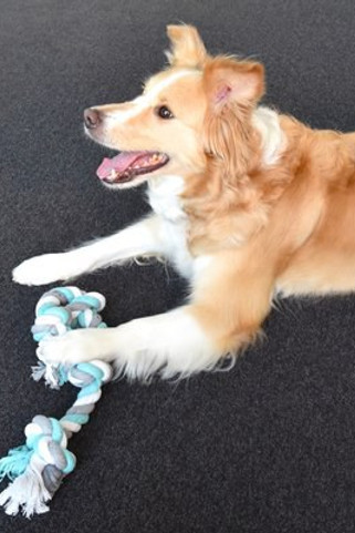 Flamingo f-517274 - Jouet Cordon avec 4 noeuds menthe