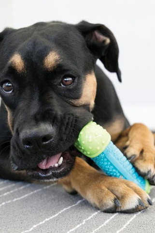 Kong® f-517617 - Kong® Jouet Os