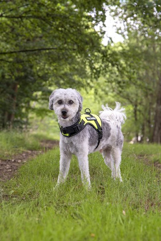 Flamingo f-518794 - Harnais fluo