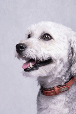 Flamingo f-519242 - Collier Avec neoprène