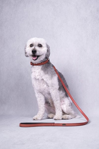 Flamingo f-519236 - Collier Avec neoprène