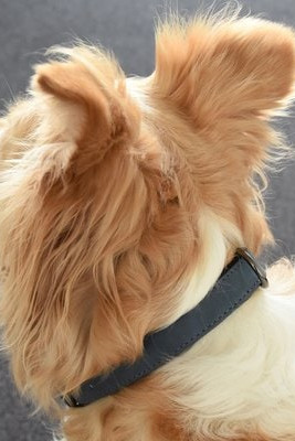 Flamingo f-519308 - Collier Avec neoprène