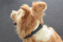 Flamingo f-519308 - Collier Avec neoprène