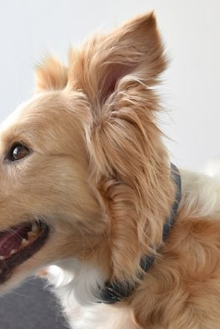 Flamingo f-519309 - Collier Avec neoprène