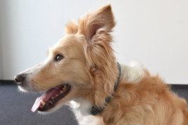 Flamingo f-519309 - Collier Avec neoprène