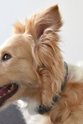 Flamingo f-519302 - Collier Avec neoprène